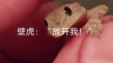cute little gecko
