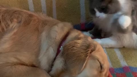 Cat smacks puppy for absolutely no reason at all