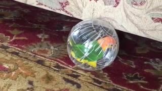 Parrot and the ball