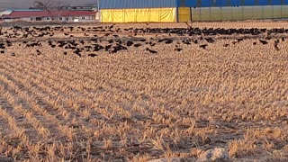 Thousands of raven birds are eating insects.