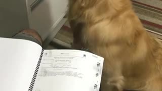 Dog Helps Turn The Page