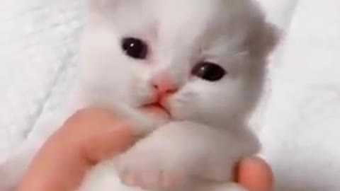 cute baby cats video amazing cat