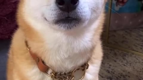 Shiba Inu Is Quite the Drama Actor