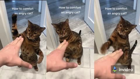 Angry Cat ♥ Cute Animals & Funny Pets