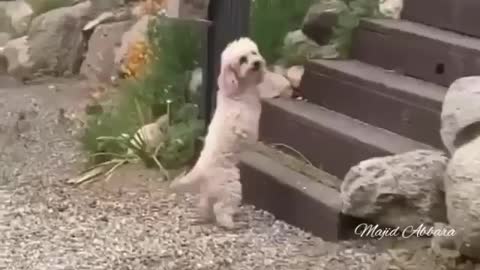 Innocent two-legged puppy