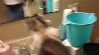 Cat Drinks From Faucet- Funny Noise At End