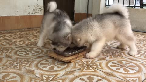 Hungry Husky Puppies Clear Their Plate In An Eyeblink
