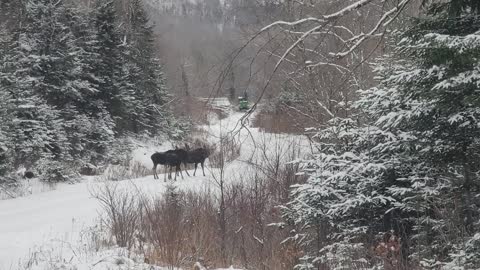 Moose in Maine