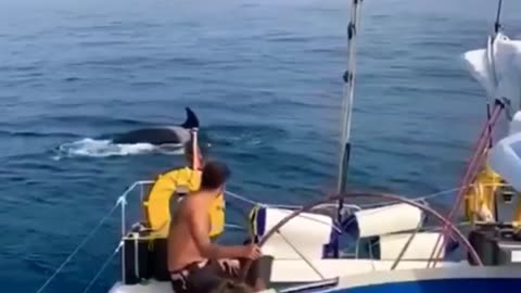 Orcas destroying small boats in Spain