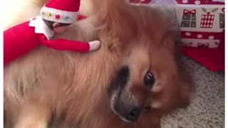 Pomeranians Love their Elf on the Shelf