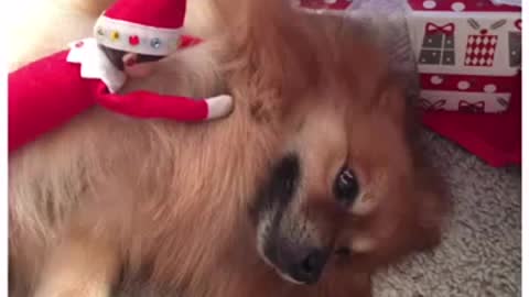 Pomeranians Love their Elf on the Shelf
