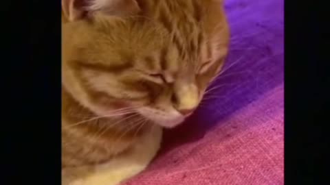 Best funny cute_cats videos 2021