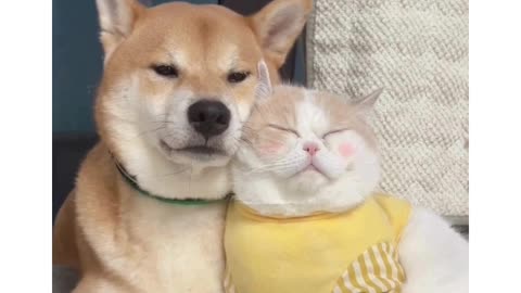 Friendship of CAT & DOG