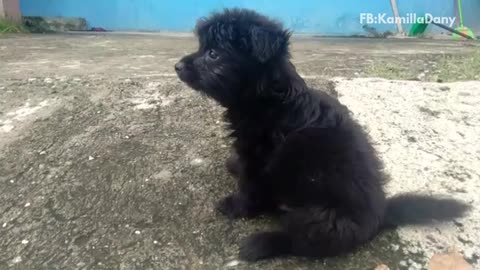 Black puppy on dirt pavement