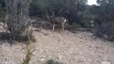 Deer in USA
