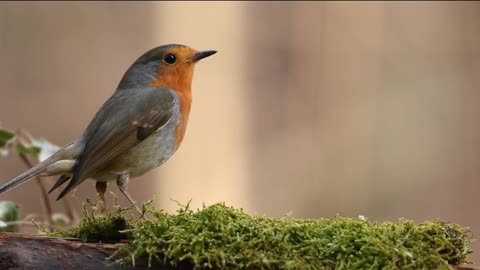 Exploring Earth's Amazing Animals