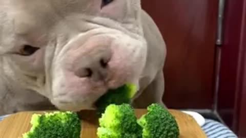 Cute Animals - Cute Puppy ASMR Eating Green Vegetable Show As Human #00238