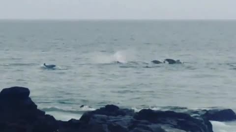 A group of playful wild dolphins