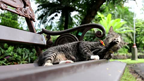 A cat cleaning herself in the garden