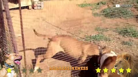 Lion Vs Pitbull Video - Pitbull vs Lion Comparison