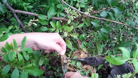 Rescuing a Florida SnakeBird from a Strap Tied to a Branch