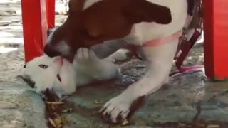 Jack Russell obsessed with kissing cat friend