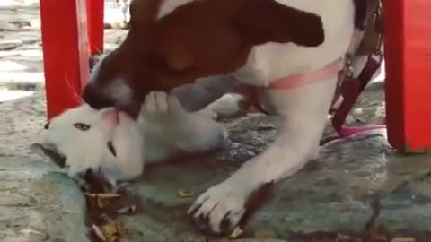 Jack Russell obsessed with kissing cat friend