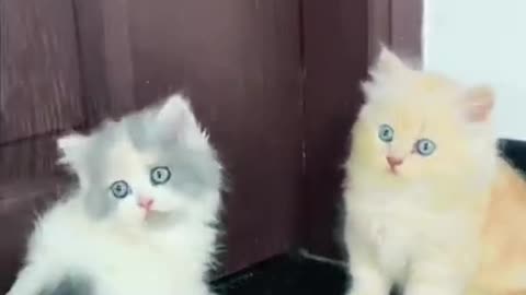 Persian cat🐱 love❤ly video