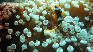 koi fish got caught between light coral reefs