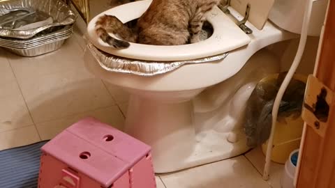 Toilet Training My Cat "Heirmonly"