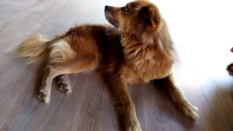 German shepherd whining | Squeaky yawn.