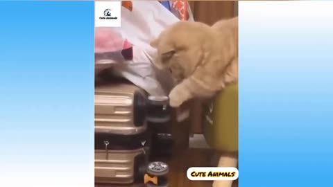 Best Funny Cats 2021| #cats