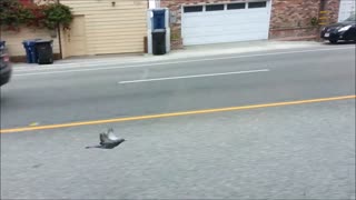 Pigeon flies alongside car for long time at 45 mph