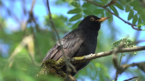 Singing Black bird, pet, animals