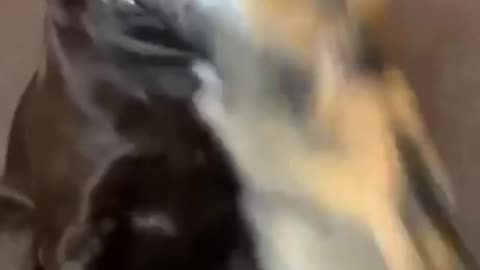 Cat funny video 😂😂🤣🤣