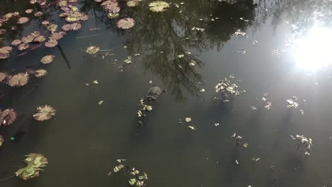turtle swim in the water