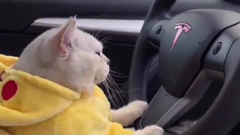 Cat drive a car