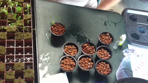 Transplanting seedlings on Hydrophonics