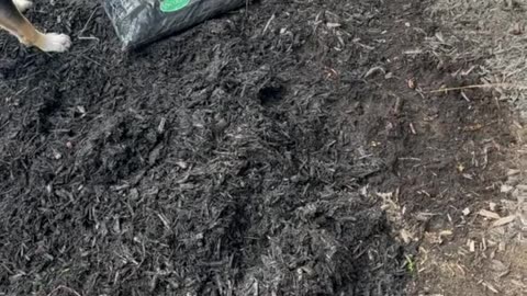 Dog Helps Dad With Yard Work