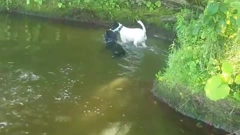 2 Dogs Swiming Together