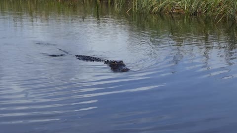 American alligator (Alligator mississippiensis) swimming in the water