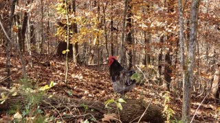 Frances the Rooster