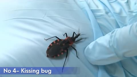 Top 10 Most Dangerous Bugs in the World