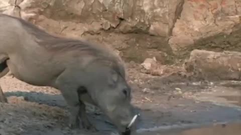 The incredible reflexes of this Warthog