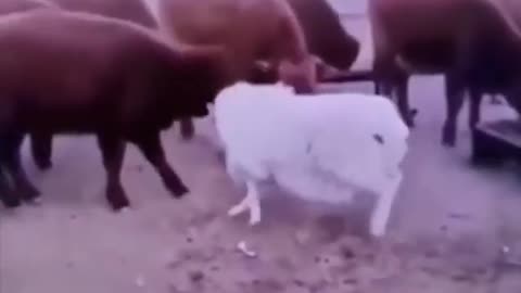 Ram against bulls