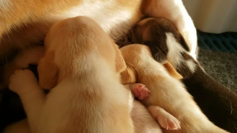 F litter sneak peek