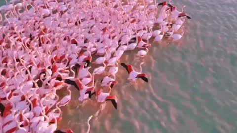 Hundreds of flamingos dance collectively on the surface of the water