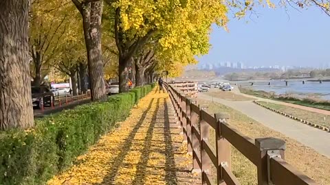 Fall Leaves Ginkgo Asan road