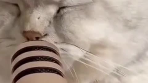 Funny cat || snoring cat