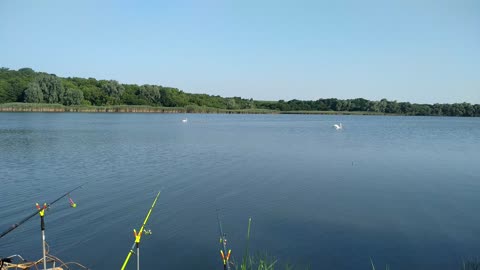 wild swans with small children